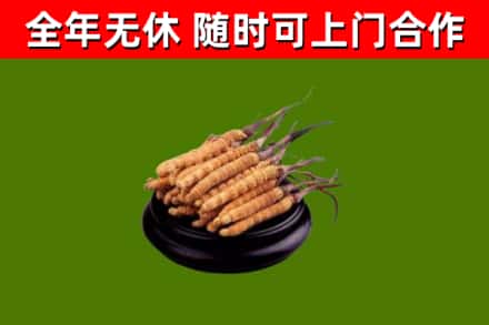 安福烟酒回收冬虫夏草.jpg